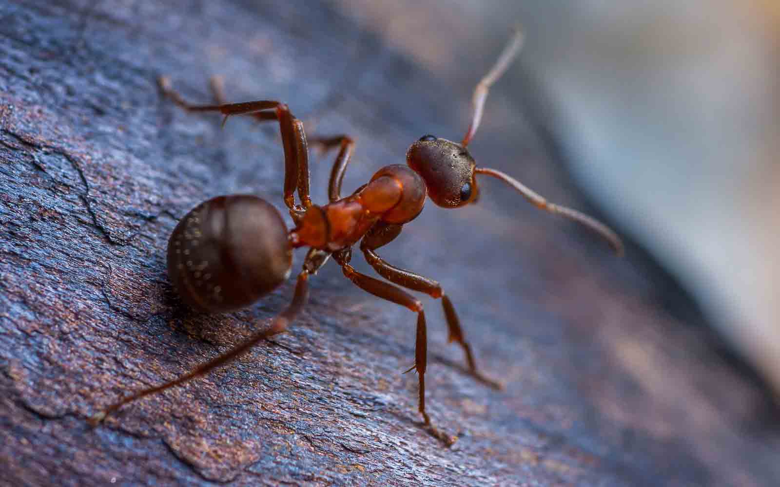 lutte anti nuisible : les fourmis