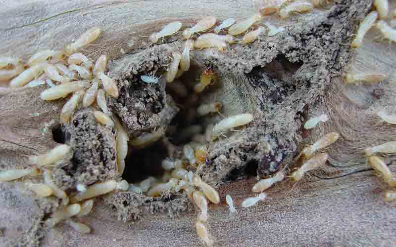 traitement termites ouvriers