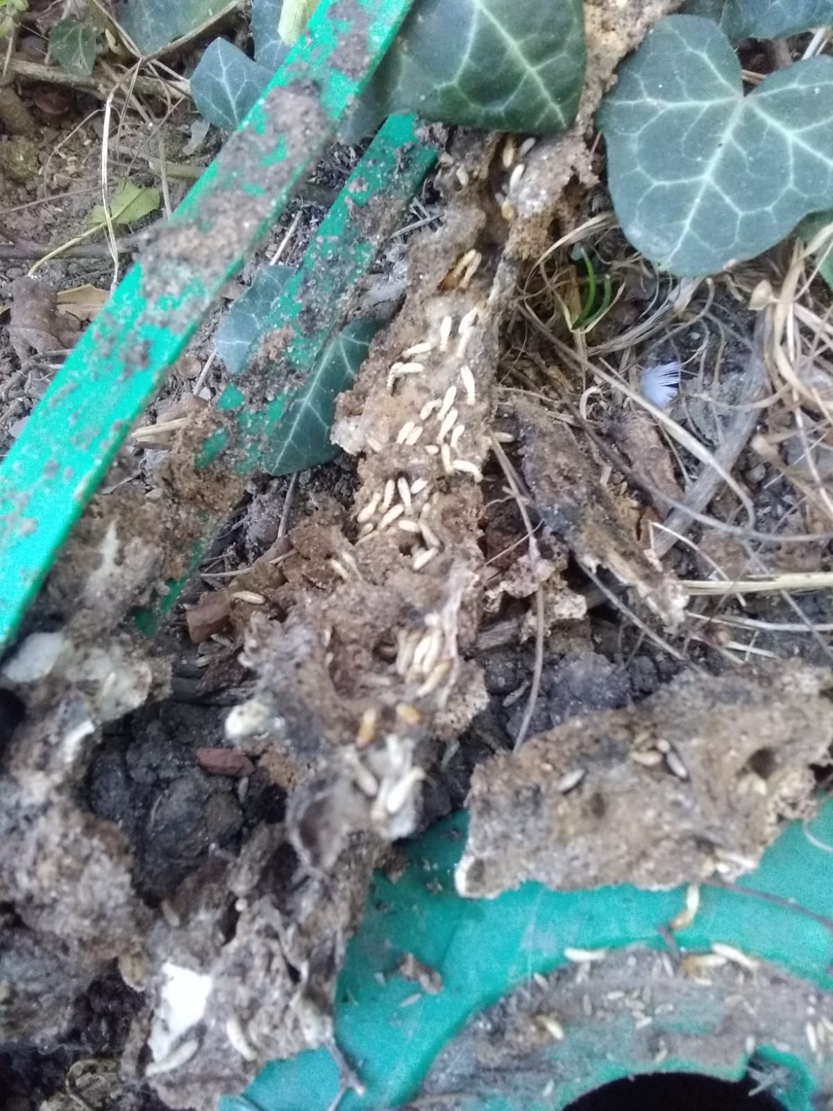 Termites ayant dévoré la quasi totalité de l'appât