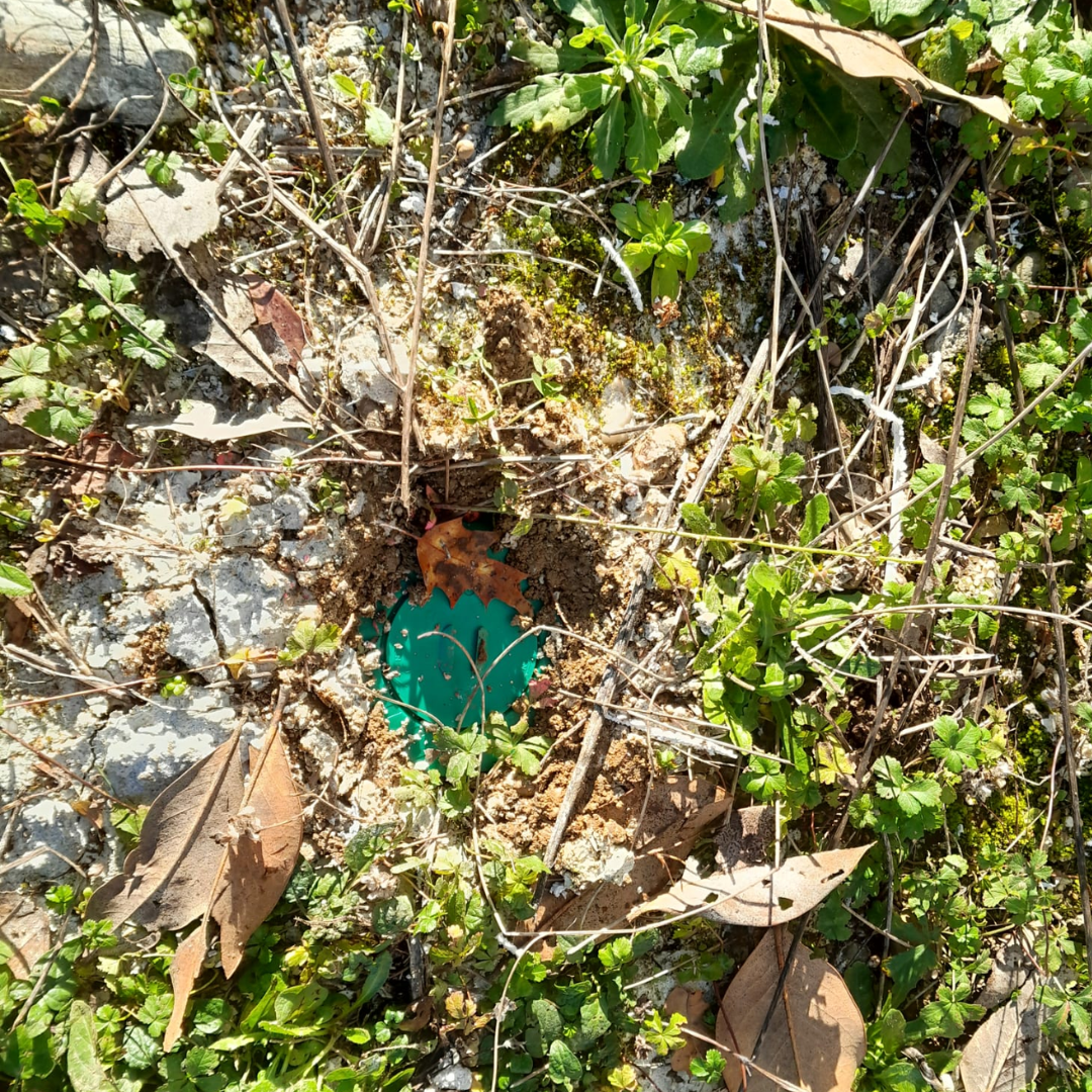 Piège anti-termites jardin