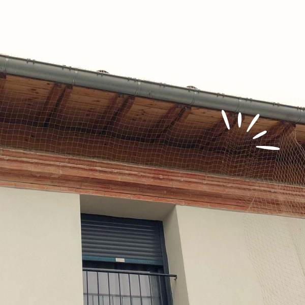 Dépigeonnage professionnel Toulouse Haute-Garonne 31 - Societé 3P