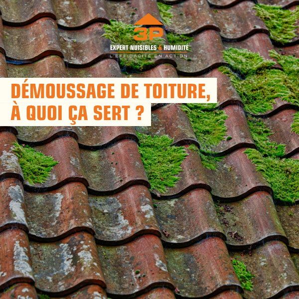 Démoussage toiture professionnel à Castres