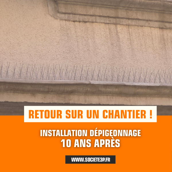 Installation anti-pigeons : plus de 10 ans d’efficacité durable