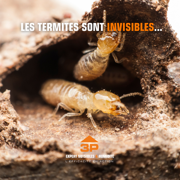 Diagnostic professionnel pour détecter la présence de termites dans une habitation
