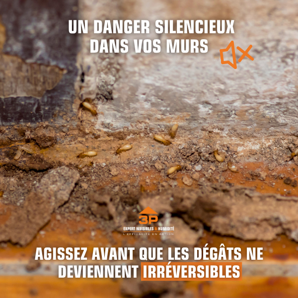 Traitement termites : protégez durablement votre maison