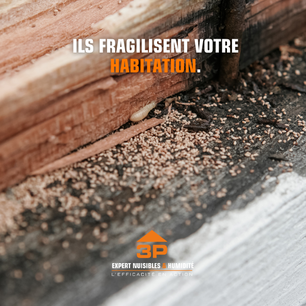 Signes de termites dans le bois d’une maison à Albi
