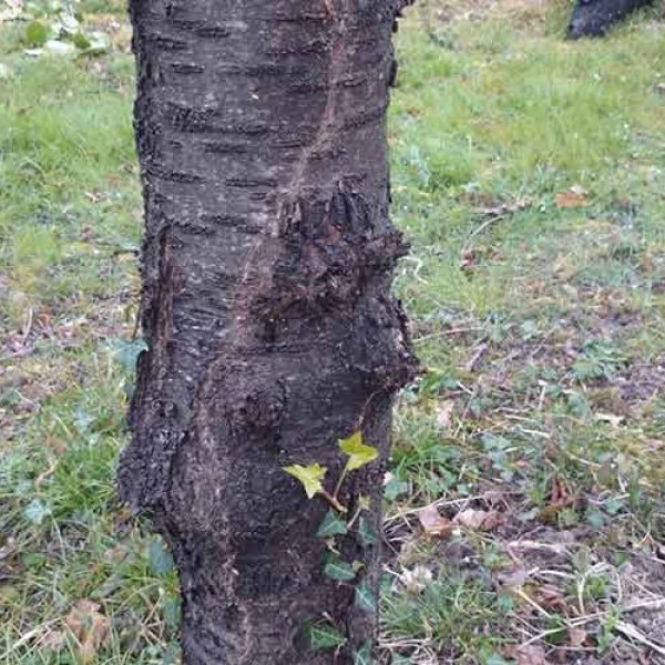 Cerisier envahi par les termites