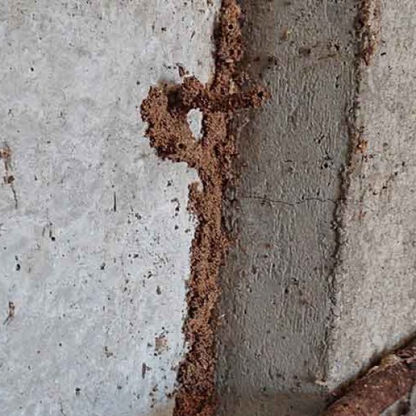 traitement termites en cordonnet